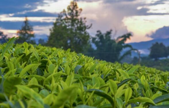 福建十大名茶是指哪十大？