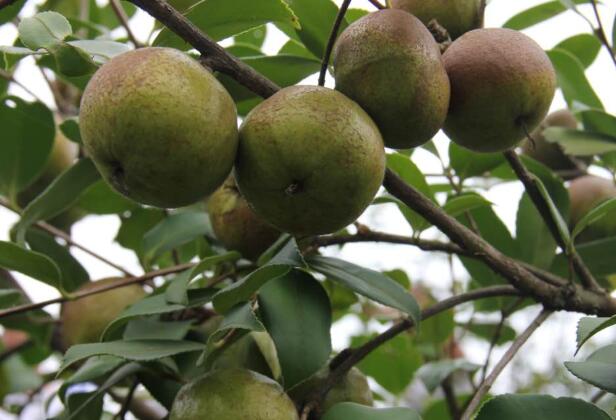 海南品種茶油樹苗（松達山茶油產地聯(lián)系方式）