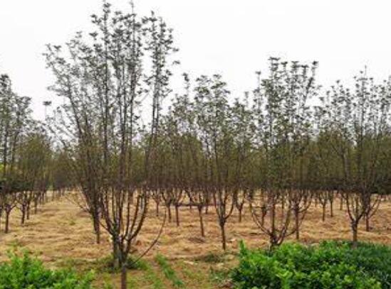 湖南花木基地哪個(gè)苗圃基地的綠化苗木規(guī)模化且綠化苗木標(biāo)準(zhǔn)化！