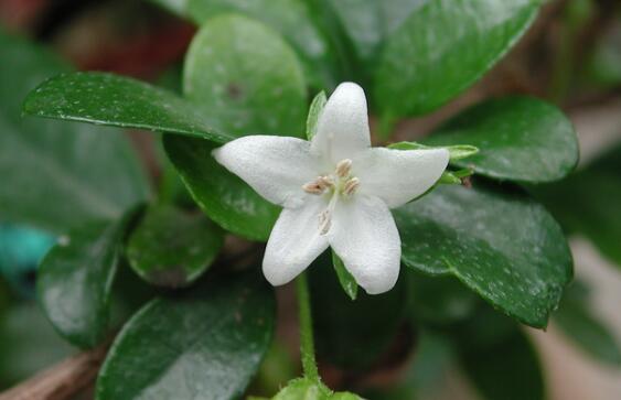 茶在植物學(xué)分類屬于什么科什么屬？