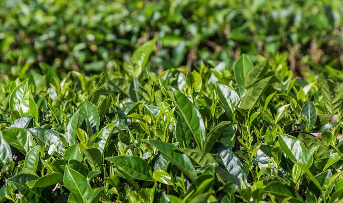 茶葉的植物(茶葉的植物學(xué)特征嫩枝莖成)