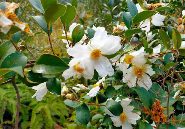 茶油樹的種植和高產(chǎn)技(茶油樹苗的種植與管理)