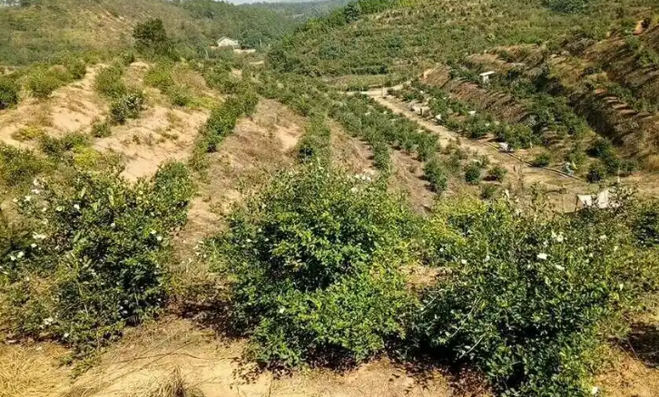 茶油栽培與病蟲害防治(茶油的種植技術(shù))