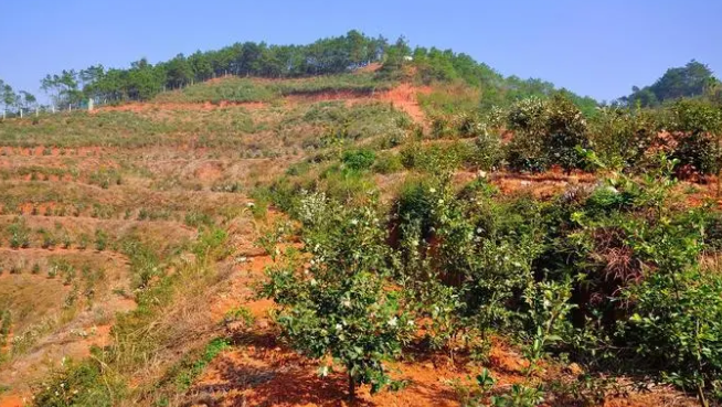 茶油栽培與病蟲害防治(茶油的種植技術(shù))