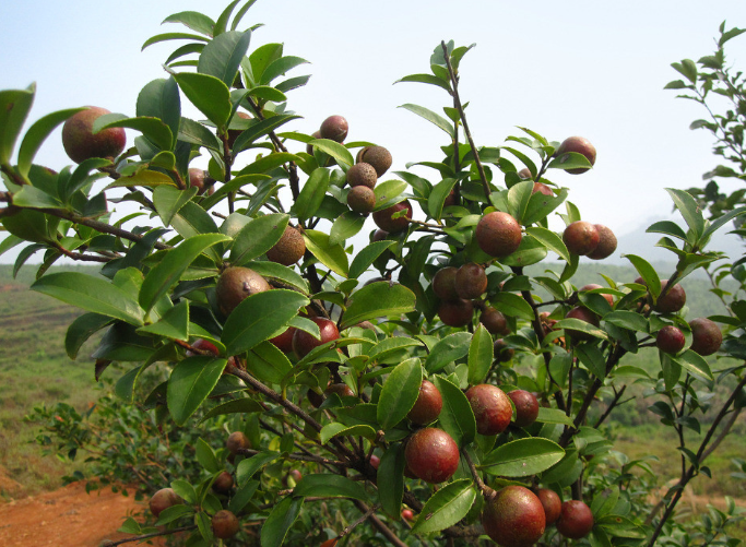 茶油有幾個(gè)品種