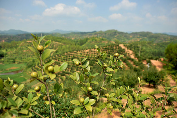 油茶籽油產(chǎn)地(茶油的產(chǎn)地)