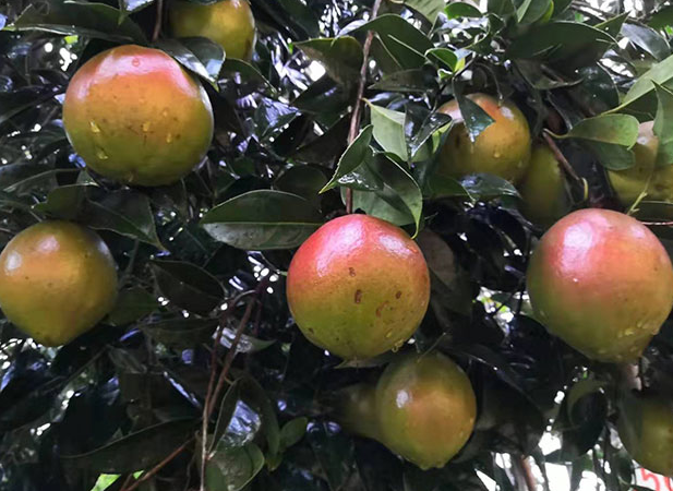 上山茶油樹圖片大全(山茶油的茶樹是什么樣)