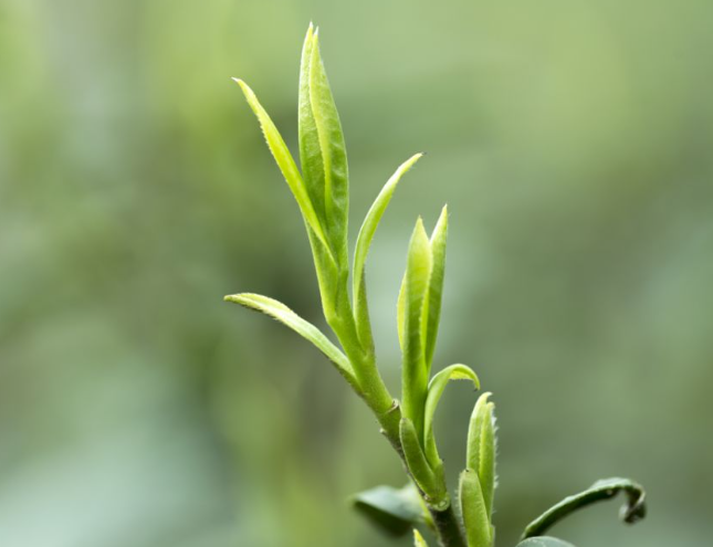 竹葉青茶葉論道(竹葉青紅茶論道)