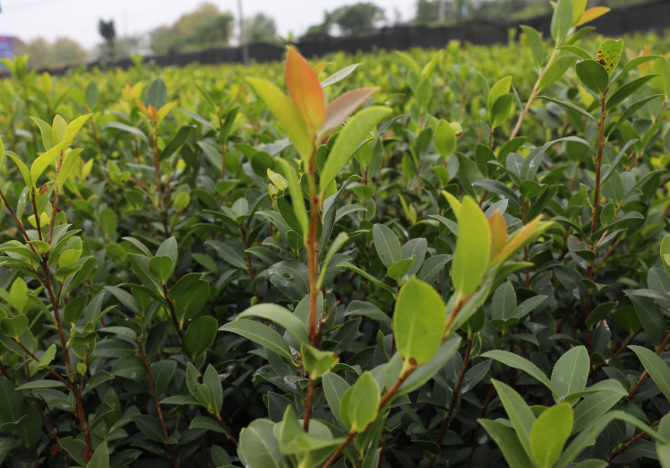 茶油新品種(全國(guó)油茶主推品種目錄)