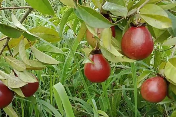 山茶油樹（山茶油樹的品種）