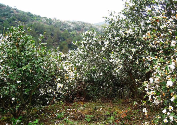 油茶樹的產(chǎn)地