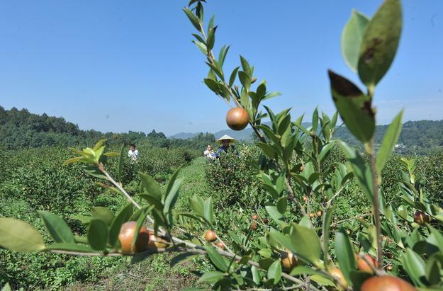 茶油種植的地區(qū)