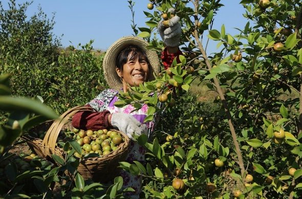 油茶籽的采摘時(shí)間