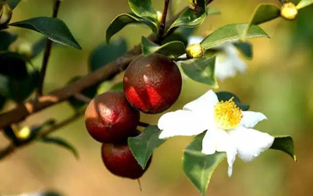 茶油樹(shù)種植采光要求