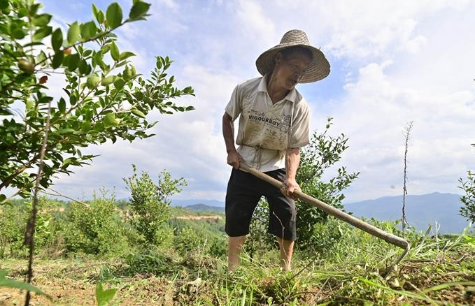 油茶種植的風(fēng)險與防范措施