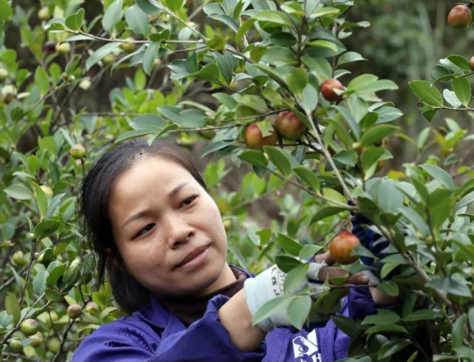 茶油果采摘方法