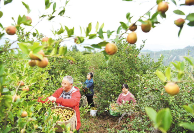 中國有一種“山茶油”，驚艷了全世界！