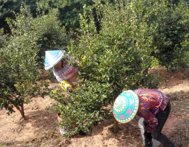 油茶樹(shù)種植技術(shù)及管理方法