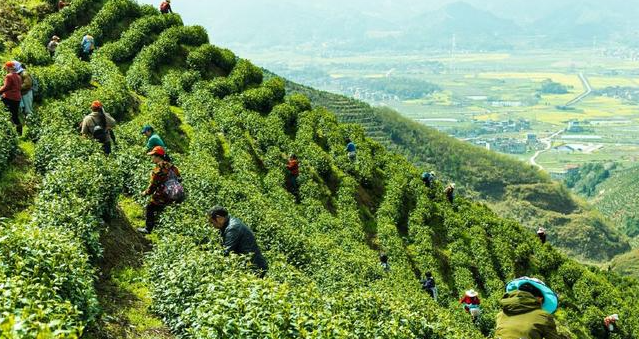 近日2萬斤陽新春茶陸續(xù)上市 “一片葉”長(zhǎng)成黃金葉