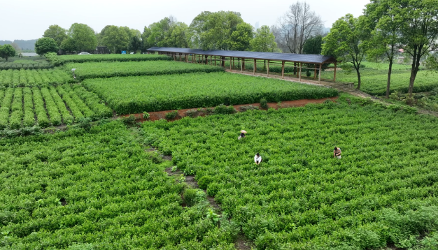 茶鋪茶場管理區(qū)：春茶采摘忙