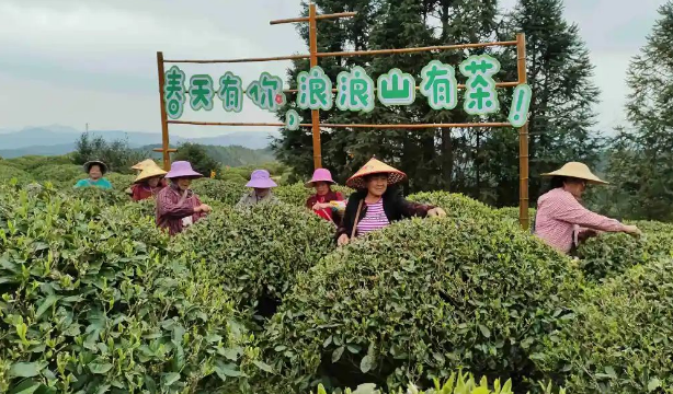 贛州會昌：明前茶飄香 采茶正當時